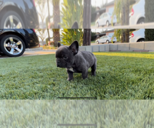 French Bulldog Puppy for Sale in FONTANA, California USA
