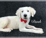 Small Great Pyrenees Mix