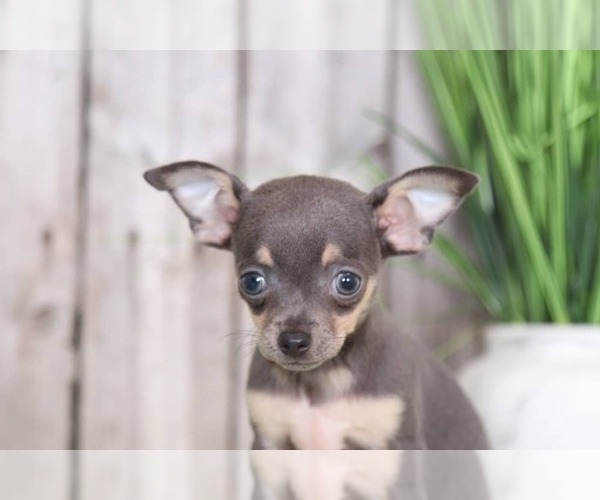 Medium Photo #2 Chihuahua Puppy For Sale in MOUNT VERNON, OH, USA