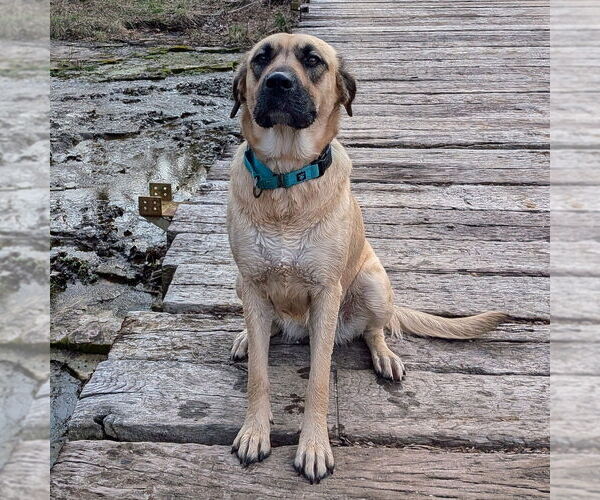 Medium Photo #18 Mastiff-Unknown Mix Puppy For Sale in Vail, AZ, USA
