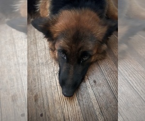 Mother of the German Shepherd Dog puppies born on 07/17/2025