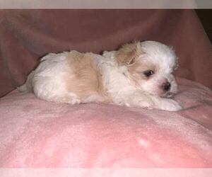 Shorkie Tzu Puppy for sale in OWINGSVILLE, KY, USA