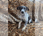 Small Photo #2 Texas Heeler-Unknown Mix Puppy For Sale in El Centro, CA, USA