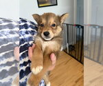 Small #2 Australian Terrier-German Shepherd Dog Mix