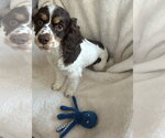 Small #3 Cocker Spaniel