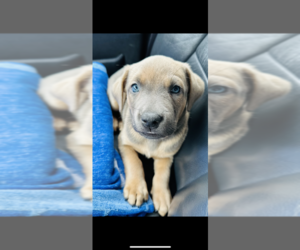 American Pit Bull Terrier-Labrador Retriever Mix Puppy for sale in HOOD RIVER, OR, USA