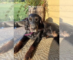 Mother of the Gordon Setter puppies born on 06/06/2025