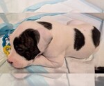 Puppy Moo Moo American Bully-Dogo Argentino Mix