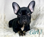 Small Photo #16 French Bulldog Puppy For Sale in BOTHELL, WA, USA