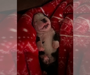Boston Terrier Puppy for sale in SHERMAN, TX, USA