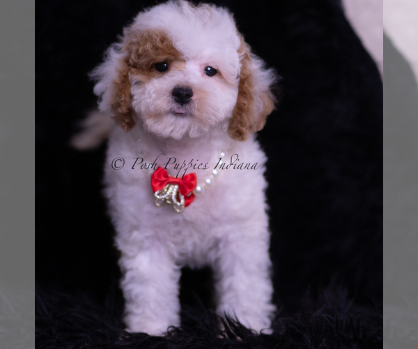 Medium Photo #84 Maltipoo (Miniature) Puppy For Sale in WARSAW, IN, USA