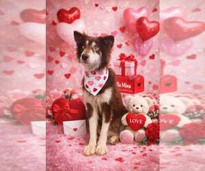 Collie-Unknown Mix Dogs for adoption in Holly Springs, NC, USA