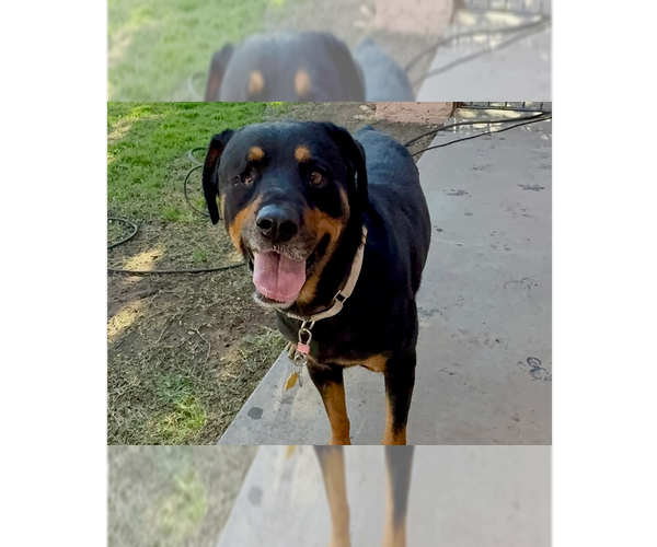 Medium Photo #7 Rottweiler Puppy For Sale in Gilbert, AZ, USA
