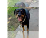 Small #6 Rottweiler