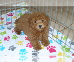 Small Photo #3 Poodle (Miniature) Puppy For Sale in ORO VALLEY, AZ, USA