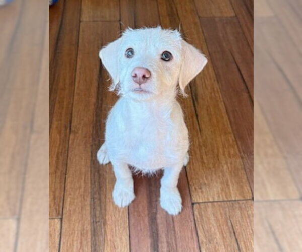 Medium Photo #2 Bichon Frise-Unknown Mix Puppy For Sale in Genesee, WI, USA