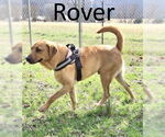 Small #6 Black Mouth Cur-Labrador Retriever Mix