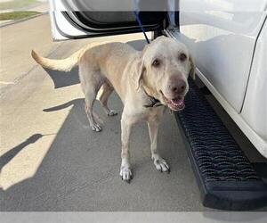 Golden Retriever-Unknown Mix Dogs for adoption in Houston, TX, USA
