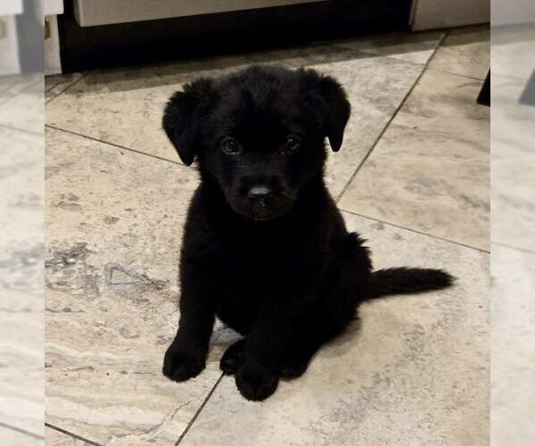 Medium Photo #2 Poodle (Miniature)-Unknown Mix Puppy For Sale in San Diego, CA, USA