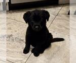 Small #1 Poodle (Miniature) Mix