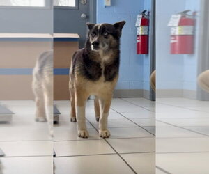 Norwegian Elkhound-Siberian Husky Mix Dogs for adoption in Aurora, IN, USA