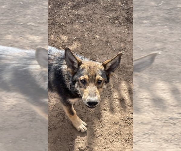 Medium Photo #1 German Malinois Puppy For Sale in FORT GARLAND, CO, USA
