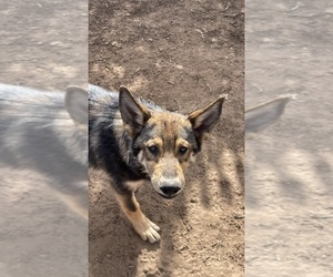 German Malinois Puppy for sale in FORT GARLAND, CO, USA