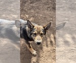 Small German Malinois