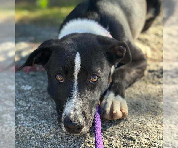 Medium Photo #4 Labrador Retriever-Unknown Mix Puppy For Sale in San Diego, CA, USA