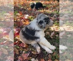 Small Photo #23 Australian Shepherd-F2 Aussiedoodle Mix Puppy For Sale in RALEIGH, NC, USA