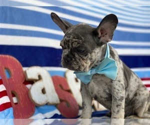 French Bulldog Puppy for sale in BIRD IN HAND, PA, USA