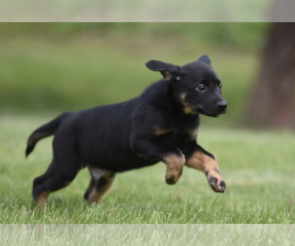 Medium Photo #6 Borador Puppy For Sale in Mechanicsburg, PA, USA