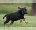 Small #5 Borador