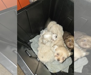Shorkie Tzu Puppy for sale in SHREVEPORT, LA, USA