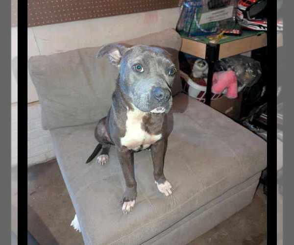 Medium Photo #3 American Pit Bull Terrier Puppy For Sale in Scottsboro, AL, USA