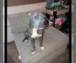 Small #2 American Pit Bull Terrier