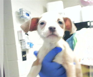 Mutt Dogs for adoption in Fayetteville, NC, USA