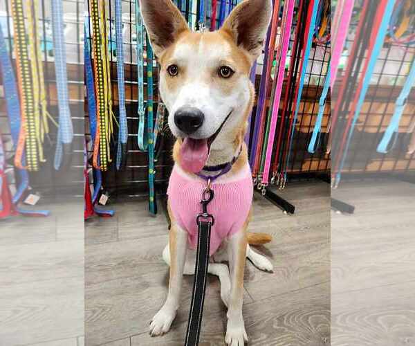 Medium Photo #13 Shiba Inu-Unknown Mix Puppy For Sale in Sheboygan, WI, USA