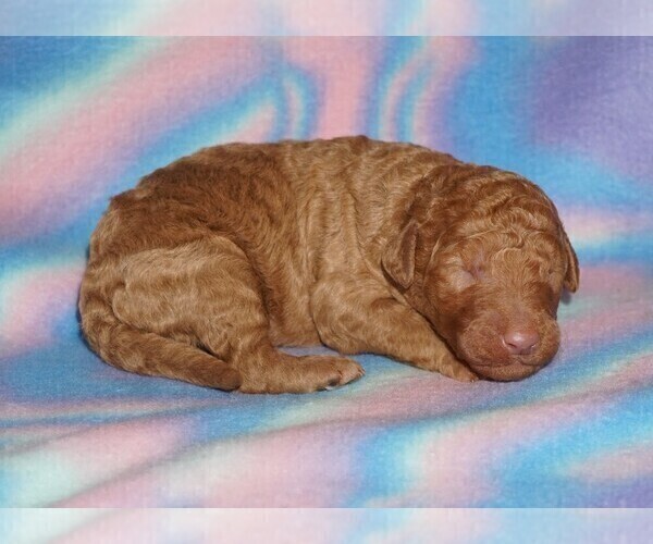 Medium Photo #4 Labradoodle Puppy For Sale in LA HABRA, CA, USA