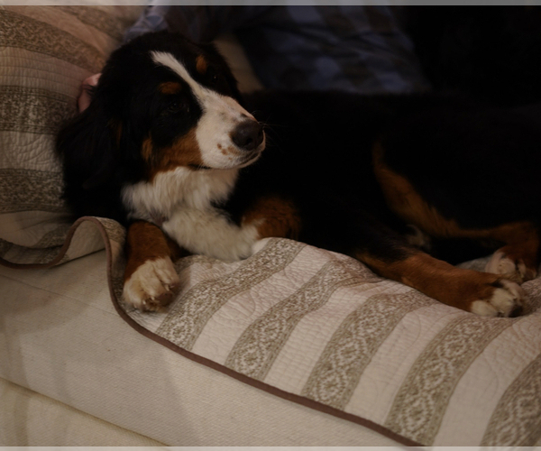 Medium Photo #3 Bernese Mountain Dog Puppy For Sale in FREDERICK, MD, USA