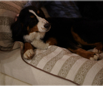Small Photo #3 Bernese Mountain Dog Puppy For Sale in FREDERICK, MD, USA