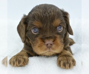 Cavalier King Charles Spaniel Puppy for sale in SIGNAL MOUNTAIN, TN, USA
