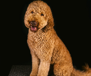 Father of the Goldendoodle puppies born on 07/27/2025