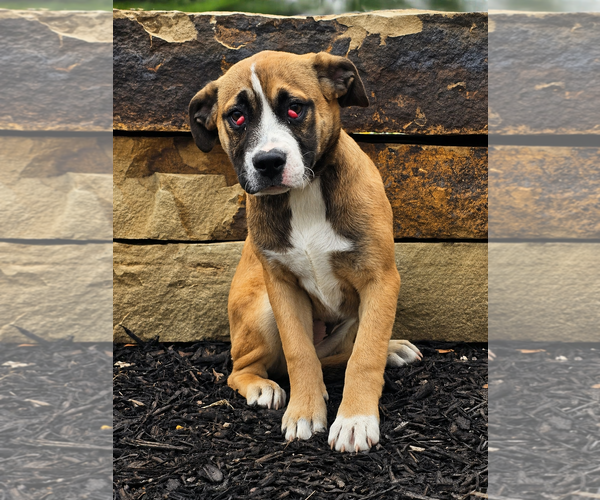Medium Photo #3 Australian Shepherd-Bulldog Mix Puppy For Sale in McKinney, TX, USA