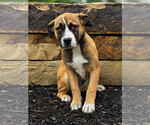 Small #2 Australian Shepherd-Bulldog Mix