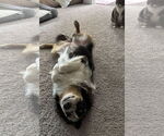 Small #2 Australian Shepherd