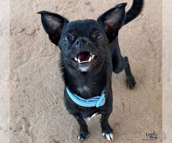 Medium Photo #1 Chihuahua-Unknown Mix Puppy For Sale in Washington, DC, USA