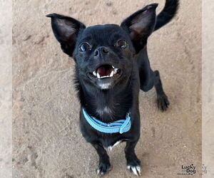 Weasel - Male Chihuahua-Unknown Mix Dog for Adoption