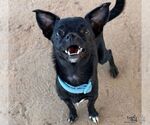 Weasel - Male Chihuahua-Unknown Mix Dog for Adoption - Small photo