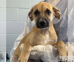 Small #2 Mutt
